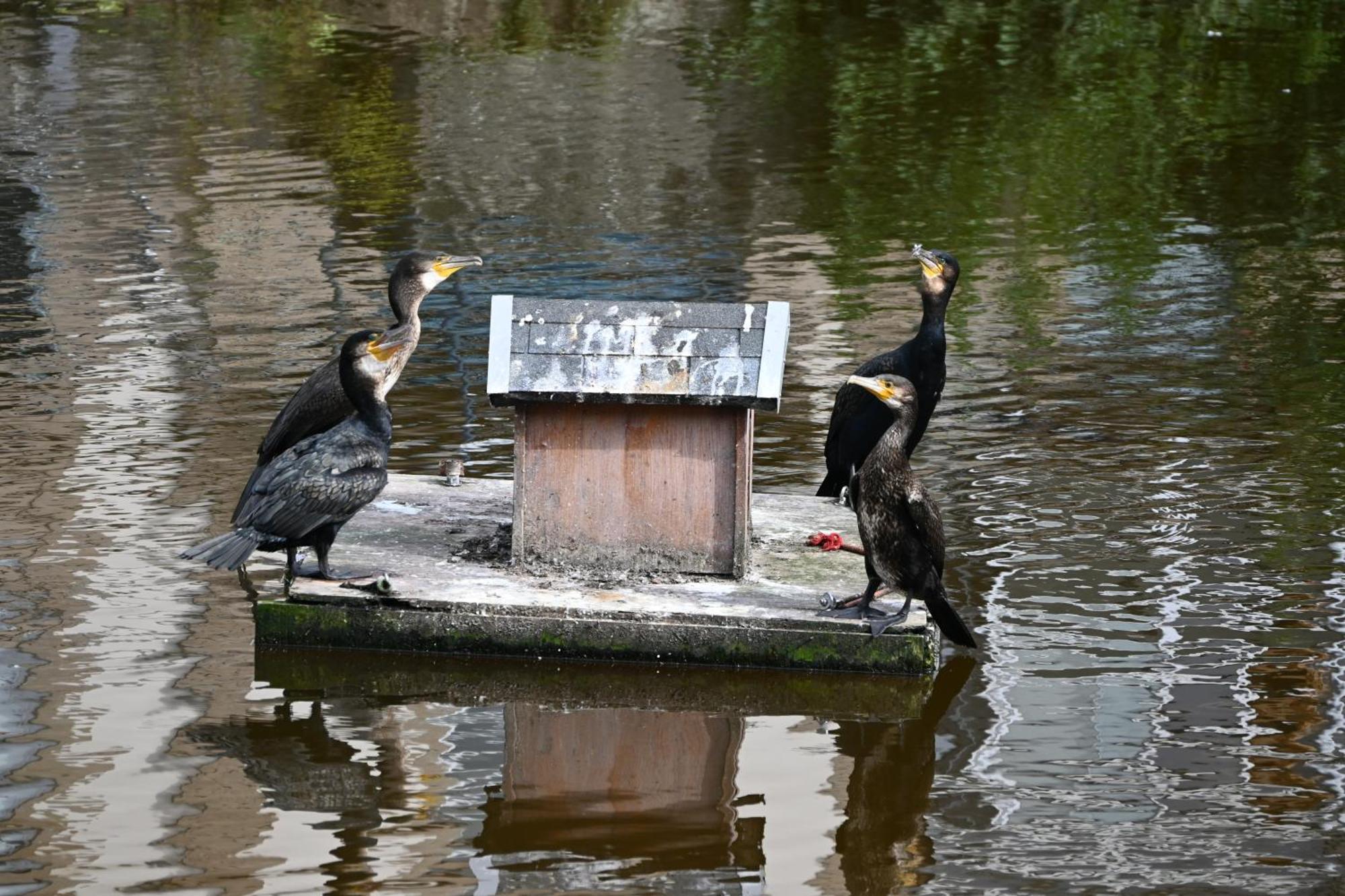 Jardin Madeleine Daire Morlaix Dış mekan fotoğraf